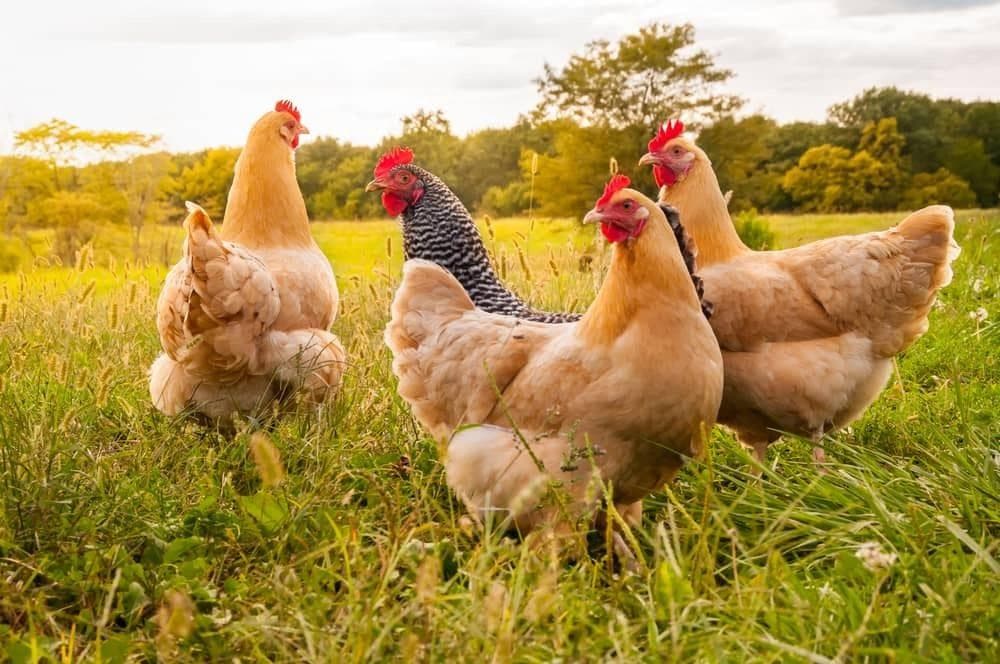 Falah Farms Pasture-Raised Desi Organic Chicken and Eggs Farm in Islamabad