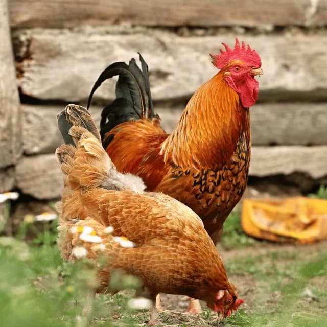 Majestic Desi Rooster