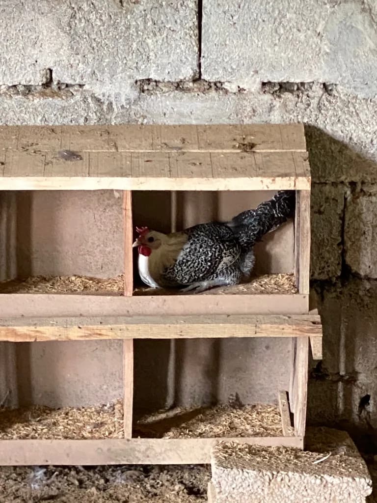 Heritage Hen in Natural Nesting Box