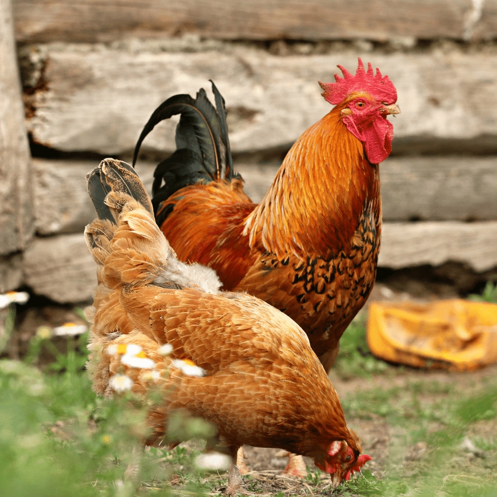 Falah Farms Desi Chicken & Rooster